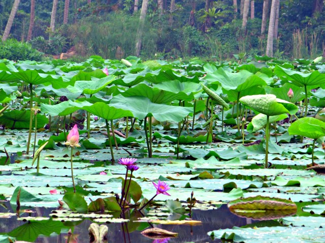 lotusgarden singapore pulau ubin