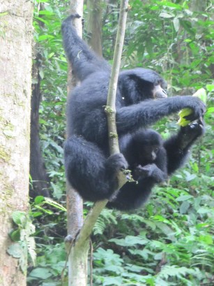 A mama Siamang, with her youngin.  Siamang is the largest of the Gibbons.