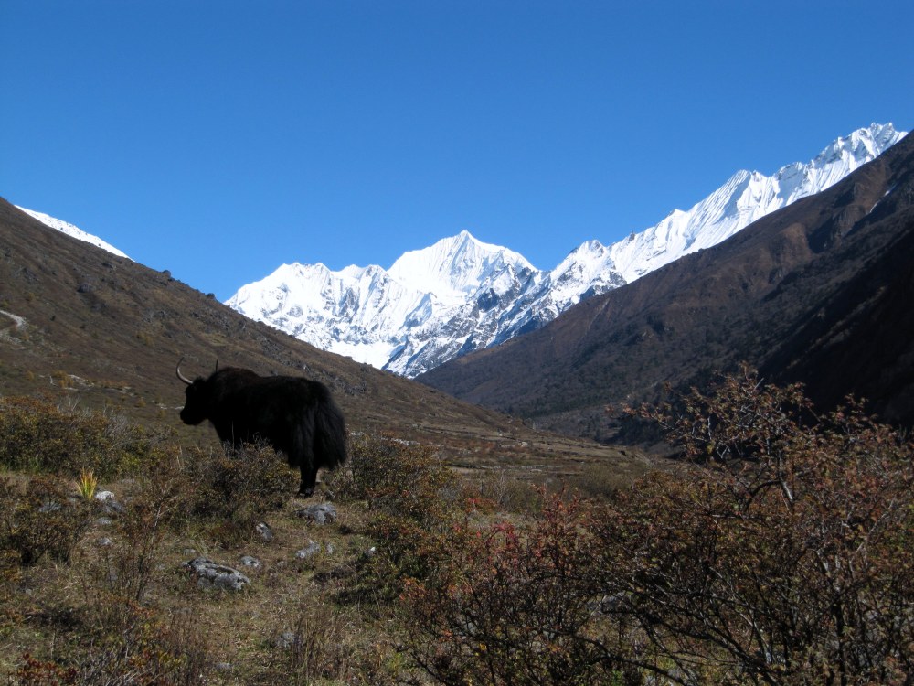 Yak, Himalayas of Nepal
